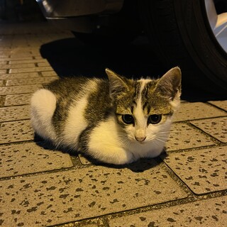 キジシロ2ヶ月可愛い子です！