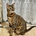 美猫！賢くて人懐こいベンガル猫です。