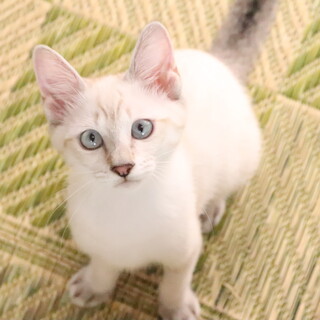 シャイなのに甘えたい！☆おりちゃん