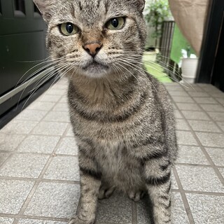 8〜10歳男の子♂つり目なキジトラ