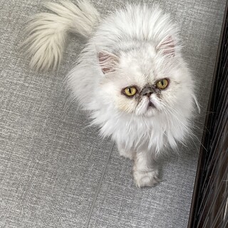 お人形さんのようなペルシャ ななちゃん