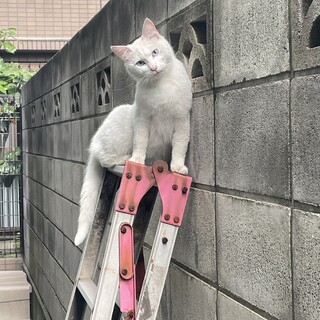 1〜2歳男の子♂ブルーアイの白猫　