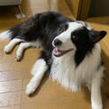ボーダーコリーの里親募集
