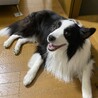 ボーダーコリーの里親募集 サムネイル1