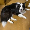 ボーダーコリーの里親募集 サムネイル2