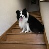 ボーダーコリーの里親募集 サムネイル4