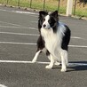 ボーダーコリーの里親募集 サムネイル5