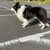 ボーダーコリーの里親募集 サムネイル6