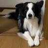 ボーダーコリーの里親募集 サムネイル7