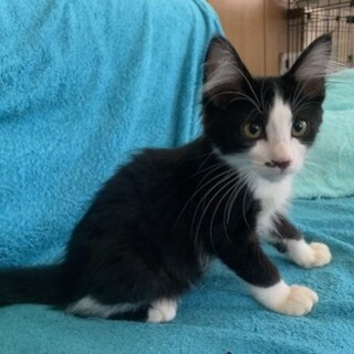 可愛い半長毛？白黒ハチワレ テラちゃん