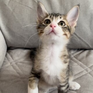 甘えん坊の男の子【だいふくくん】