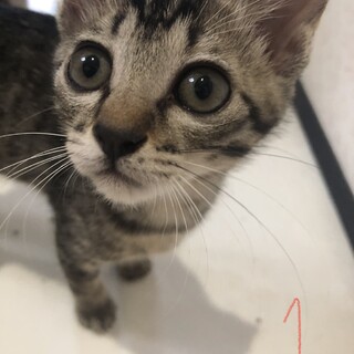 里親募集☺️①