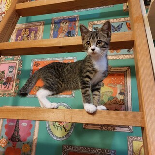 可愛いサバ白ちゃん