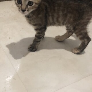 里親募集☺️②