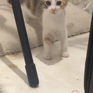 里親募集☺️③