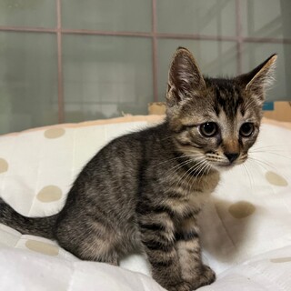 【キジトラ兄弟譲渡】譲渡無料です。