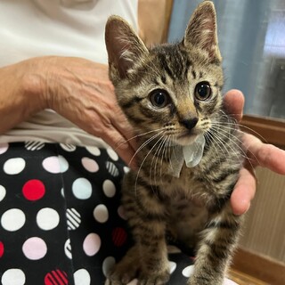 【キジトラ兄弟譲渡】急募しています。