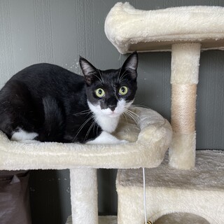 【手術済み】無料譲渡、白黒ちゃん