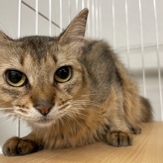 他猫舎の女の子の里親様募集