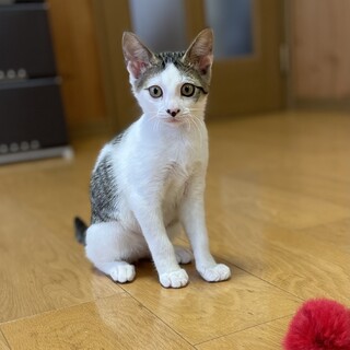 【去勢手術済み】キジ白ちゃん