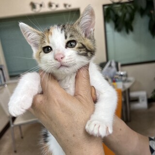 おてんば娘の可愛い三毛猫ちゃん