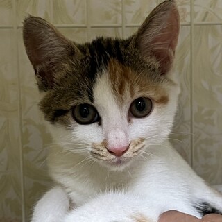 将来有望！可愛い三毛ちゃん♪