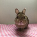 血統付きのネザーランドドワーフです
