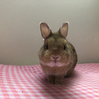 血統付きのネザーランドドワーフです