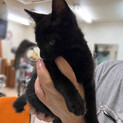 甘えん坊！スレンダーな黒猫ちゃん