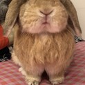 血統付きホーランドロップ