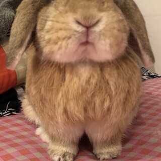 血統付きホーランドロップ