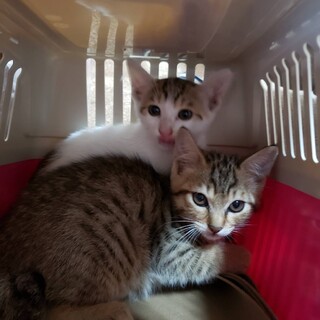 可愛い子猫ちゃん1匹保護しました。