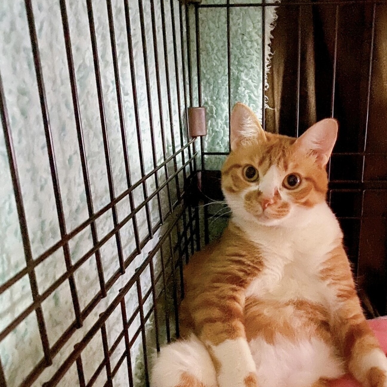 猫ちゃんに必要なものまとめてお譲りします。