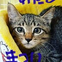 キジトラ女の子・しっぽが長ーい生後約４ヶ月