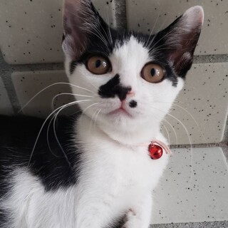 甘えん坊★アンナちゃん