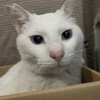 7〜9歳男の子♂ブルーアイの白猫