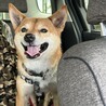 ドライブ大好きさんの好いお顔
