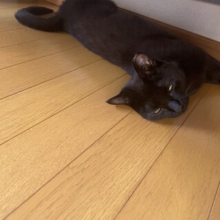 家の近くで保護した甘えん坊な黒猫です。