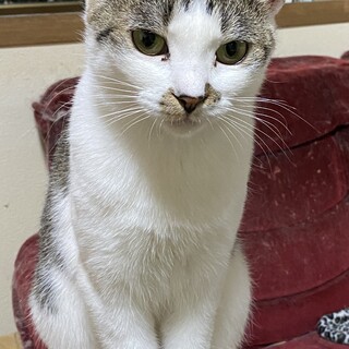 キジ白　メス　不妊手術済み　穏やかな性格です