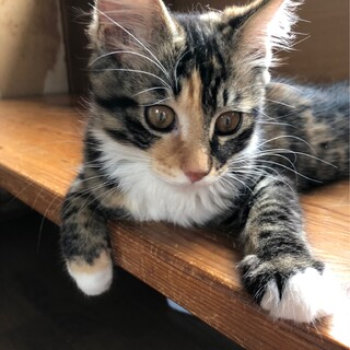 猫の休憩所☆おこわ