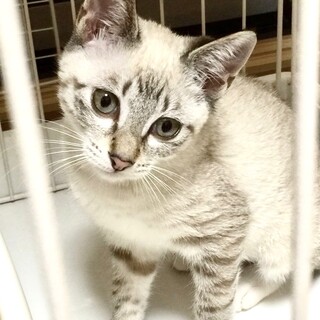 可愛いはなちゃんの里親さん募集中