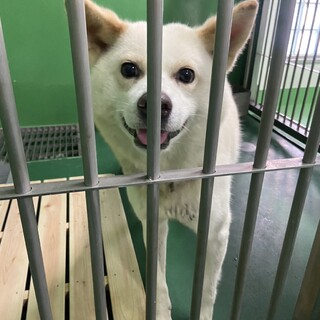 処分対象 お迎えを待つ 無邪気なワンコ