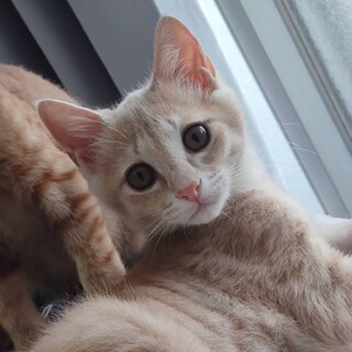 おっとり　クリーム色のショウ　3ヶ月