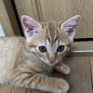 珍しい茶虎女子元気で可愛い、里親募集！