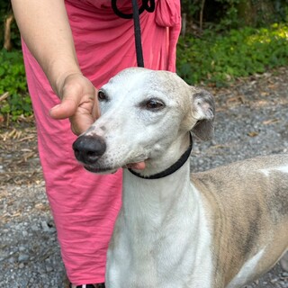 ゆったりとした女の子、美魔女のウィペットさん