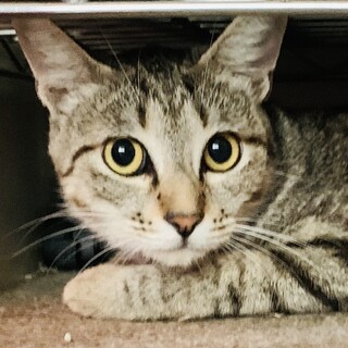 11 キー　メス　キジトラ　甘えん坊