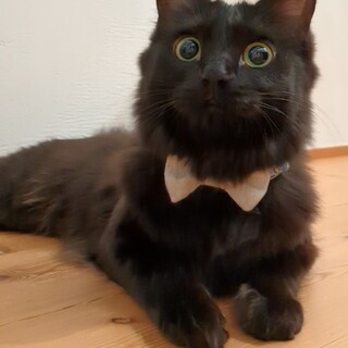 ネムちゃん　メス　黒猫長毛　推定1歳半