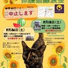 抱っこでゴロゴロ★甘えん坊★黒猫みいくん4か月 サムネイル5