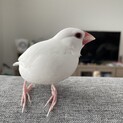《即日対応可》人懐こい白文鳥ちゃんです！