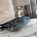 サザナミインコ　コバルトスパングル　２歳　オス